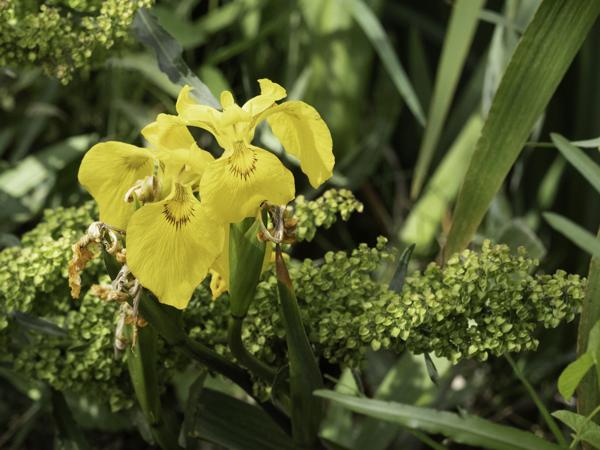 <h3><a href="/trips/ebro/biota/plantae/tracheophyta/liliopsida/asparagales/iridaceae/iris pseudacorus/iris pseudacorus-nl.html">Iris&nbsp;pseudacorus</a> / Yellow&nbsp;iris / Gele&nbsp;lis</h3>OM-1 met OLYMPUS M.40-150mm F2.8, 1/2000 sec  bij F5.6, ISO 1250, afstand 3.06&nbsp;m